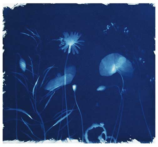 Jim Bakker, cyanotype print